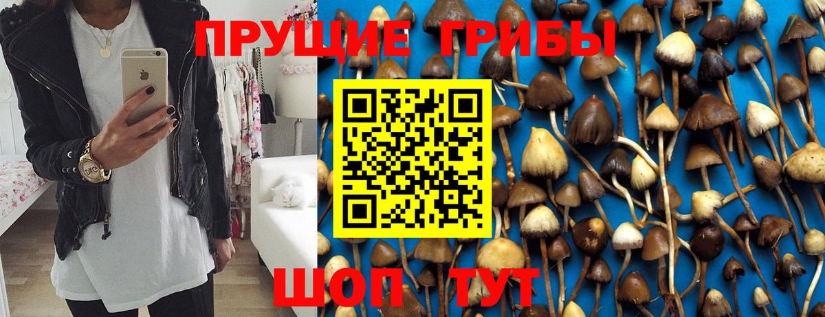 купить наркотик  Псилоцибиновые грибы Magic Shrooms  Вход с VPN  Красный Сулин 